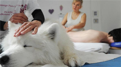 Reasons and methods of helping dogs massage.