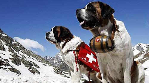 Saint Bernard Dog, the patron saint of the snowy mountains