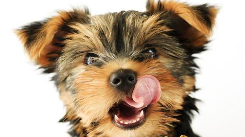 Should dog food be softened and fed to dogs?