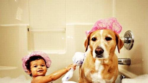 Six situations in which dogs are not suitable for bathing