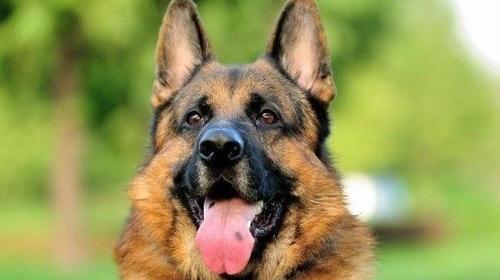 Some causes and solutions of anorexia in German shepherd