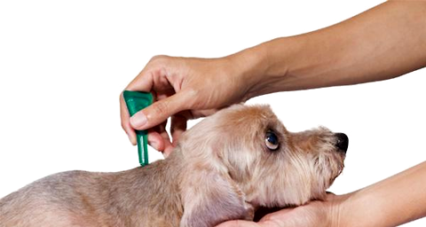 Super comprehensive summary of dog deworming knowledge. Parents who raise dogs look at it.