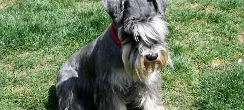 Symptoms and treatment of Schnauzer acne syndrome