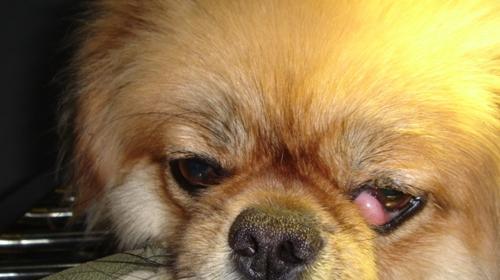 Symptoms of canine third eyelid hyperplasia