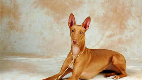 The Pharaoh Hound, an ancient dog that has existed for at least 5,000 years.