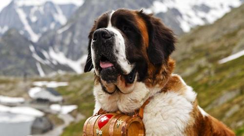 The secret of Saint Bernard's keg