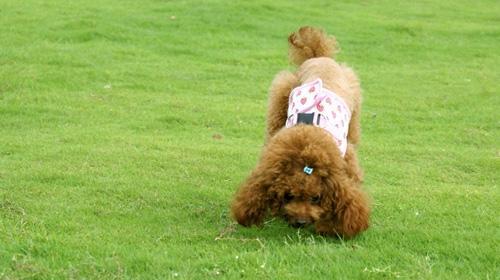 Tips for feeding dogs: Pay attention to eating snacks