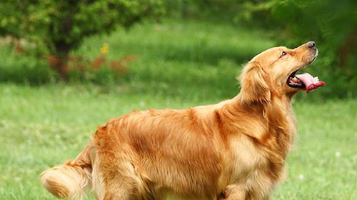 Treatment of canine enteritis