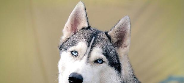 Treatment of Husky Canine Distemper