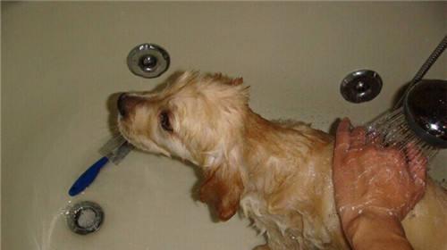 Under what circumstances can't you give your dog a bath?