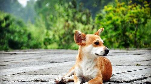 What about the dog's bloody stool? What are the causes of bloody stools in dogs?