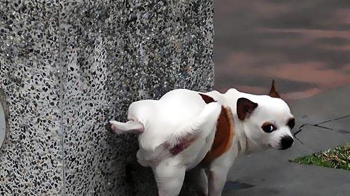 What are the abnormal states of dog urination?