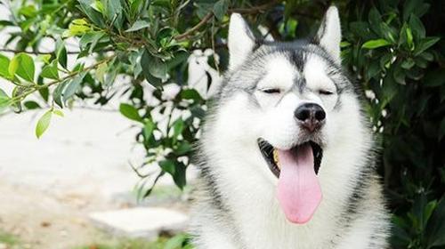 What are the advantages and disadvantages of huskies?