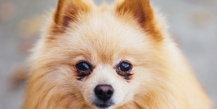 What are the causes of cataract in Pomeranian dogs?