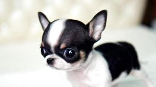 What are the characteristics of Chihuahua?