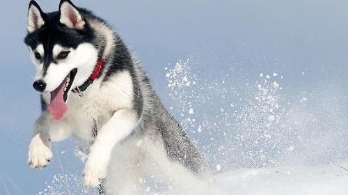 What are the characteristics of huskies' coat?