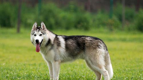 What are the common bad habits of huskies?