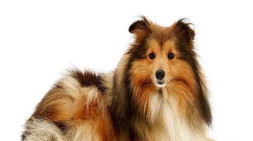 What are the common breeds of large long-haired dogs?