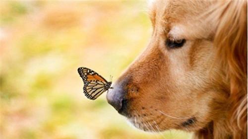 What are the common diseases of dogs in spring?