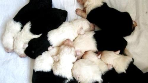 What are the common diseases of newborn puppies?