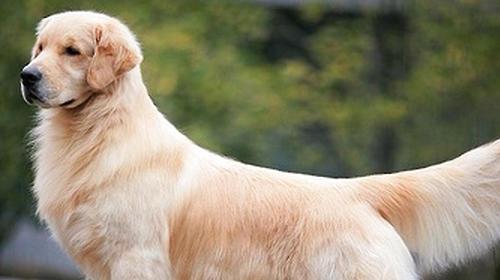 What are the common diseases that can kill golden retrievers?