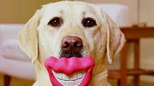 What are the common oral diseases of dogs?