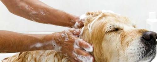 What are the common skin diseases of dogs?