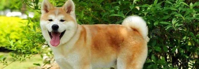 What are the differences between autumn dogs and Shiba Inu?