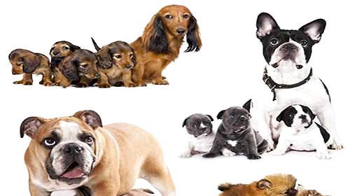 What are the precautions for dog selection?