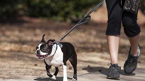 What are the precautions for walking a dog, and the correct way to walk a dog?