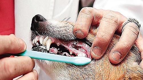 What are the risks of dog tooth cleaning?