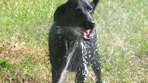 What are the susceptibility of dogs in hot weather?