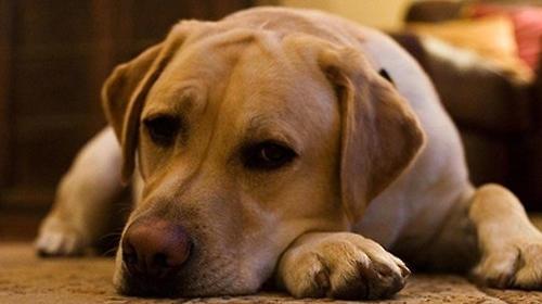 What diseases can canine ectoparasites induce?