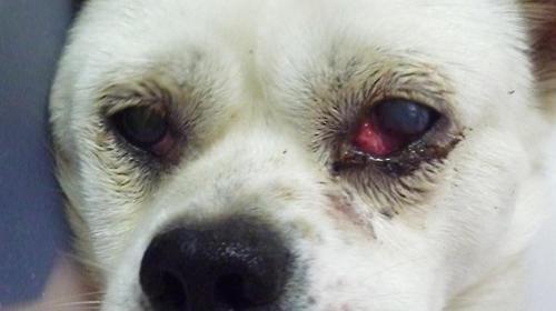 What factors cause dog's eye redness?