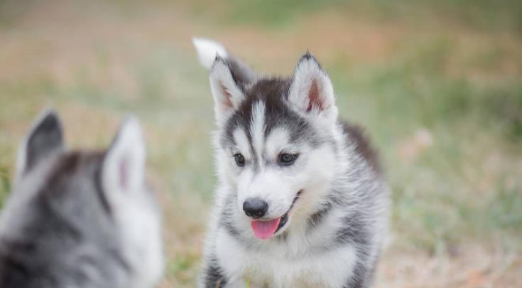 What if huskies lose their hair?