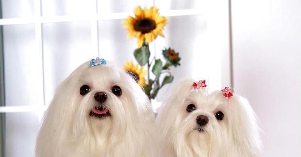 What if Maltese dogs don't eat?