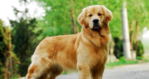 What is a dog's urinary calculi? What if the dog has urinary calculus?