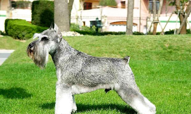 What is a mini schnauzer?