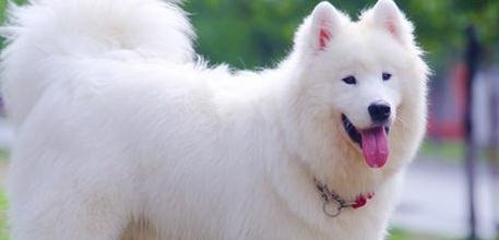 What's Sayer's personality like? Samoyed's personality analysis