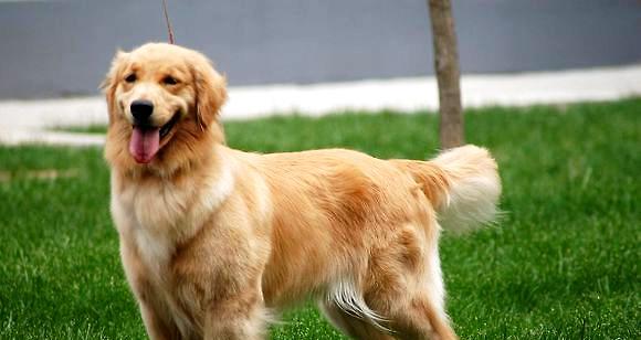 What is the Golden Retriever? What's the difference between racing golden retriever and pet golden retriever?