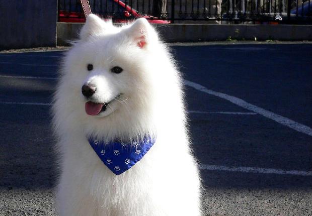 What's with Samoyed's tears? How to treat Samoyed's tears