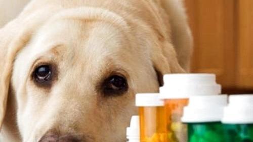 What medicine does the puppy take for diarrhea? What are the reasons why dogs have diarrhea?