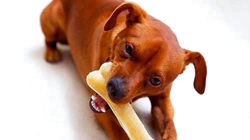 What should I do if my dog gets stuck eating bones?