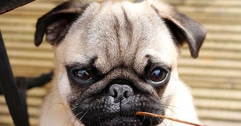 What should I pay attention to when raising a pug dog?