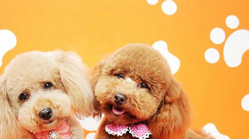 When is the golden season for dog grooming?