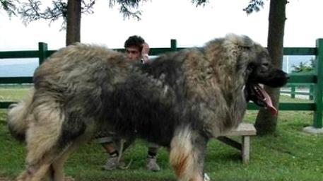 Why don't you have Caucasian dogs? Ten Reasons for Not Raising Children in Caucasus